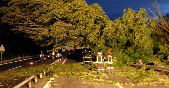 Forti raffiche di vento Piante e rami abbattuti 
