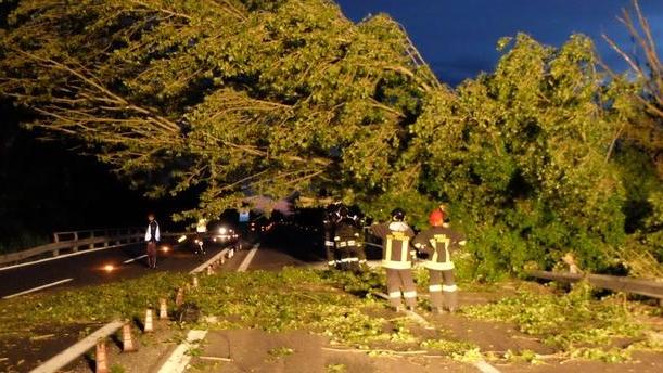 Forti raffiche di vento Piante e rami abbattuti
