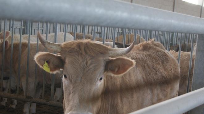Test sui bovini, c’è carenza di tubercolina
