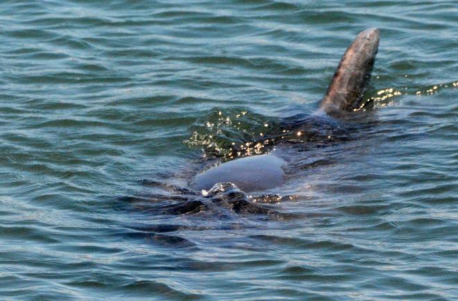 Il delfino Felice ormai ospite fisso della peschiera S’Ena Arrubia 