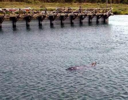 Vertice per allontanare il cetaceo 