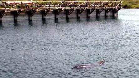 Vertice per allontanare il cetaceo