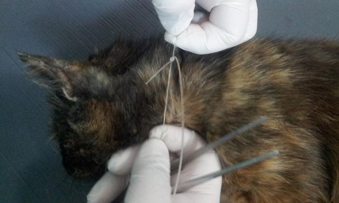 Salvata gattina con un cappio al collo