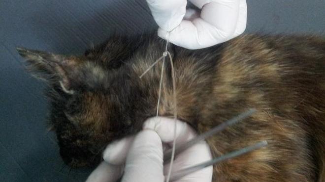 Salvata gattina con un cappio al collo