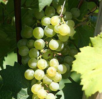 Abbinamenti ideali con Veltliner e Riesling d’Alsazia 