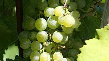 Abbinamenti ideali con Veltliner e Riesling d’Alsazia