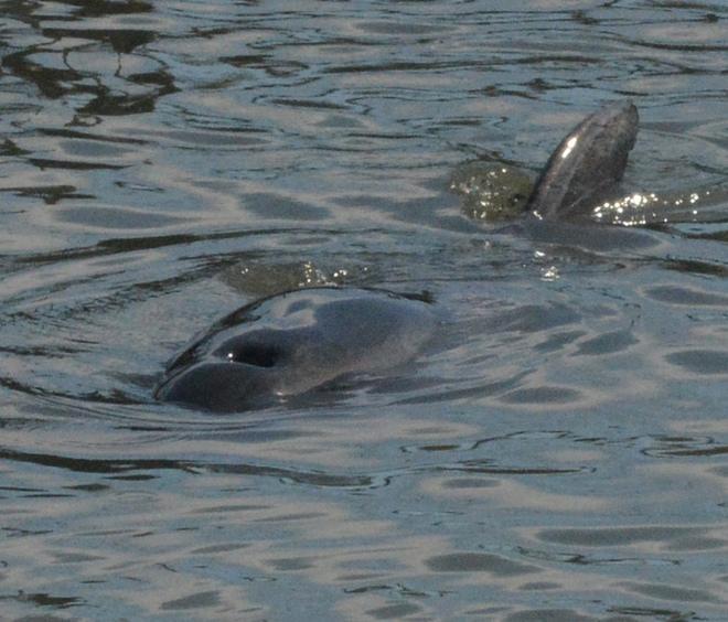 Il delfino Felice tornerà in mare aperto