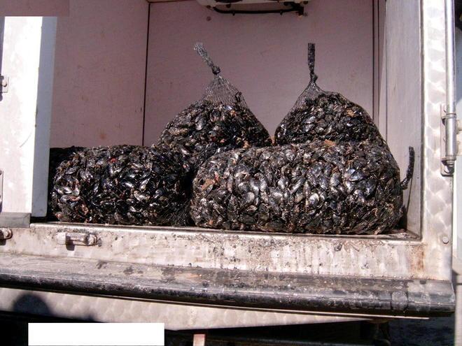 L’inchiesta di Altroconsumo: cozze e pesce, fate attenzione 