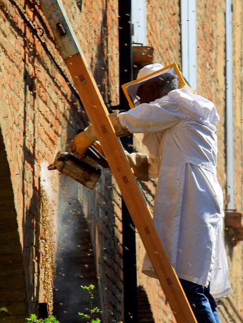 Sciami di api danno l’assalto alla chiesa di San Nicolò - VIDEO