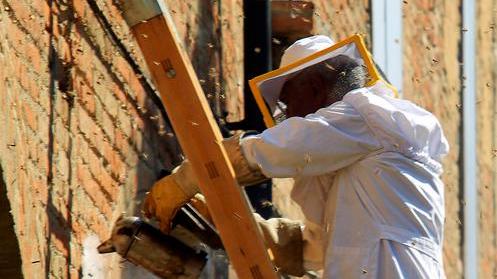 Sciami di api danno l’assalto alla chiesa di San Nicolò - VIDEO