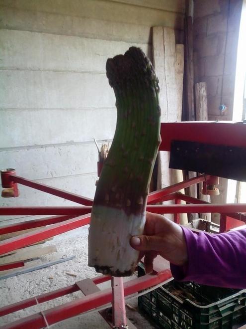 Asparago gigante trovato sul litorale 