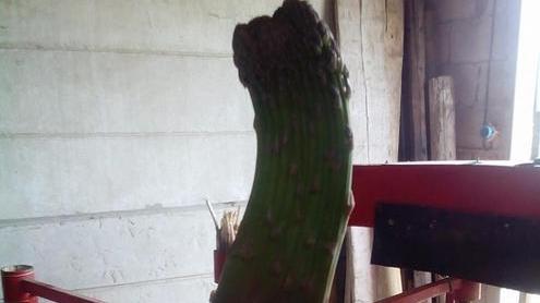 Asparago gigante trovato sul litorale