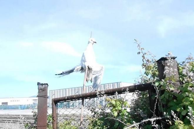 Un povero gabbiano infilzato alla recinzione dell’ecocentro