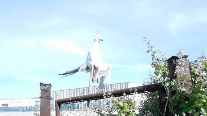 Un povero gabbiano infilzato alla recinzione dell’ecocentro