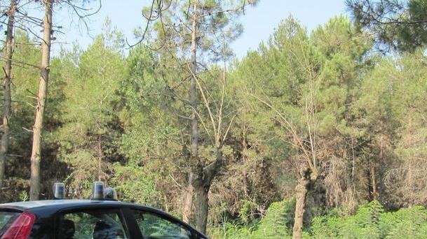 Aggredito da otto persone nella pineta