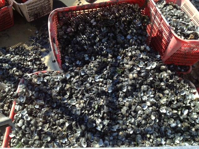 Commercio abusivo di vongole: 24 arresti 