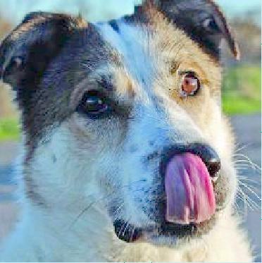 LA VIDEO-ADOZIONe Il cane Fiocco protagonista della video adozione 