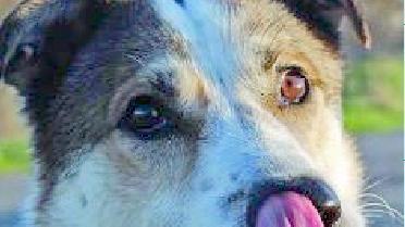 LA VIDEO-ADOZIONe Il cane Fiocco protagonista della video adozione 