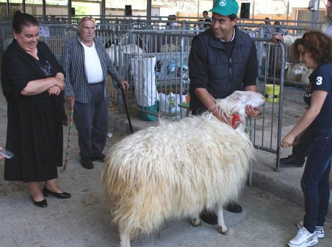 Sì al rilancio della fiera degli ovini 
