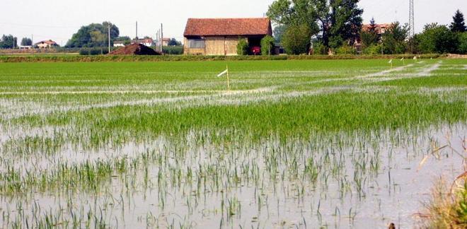 Le superfici in lieve calo C’è la concorrenza estera 