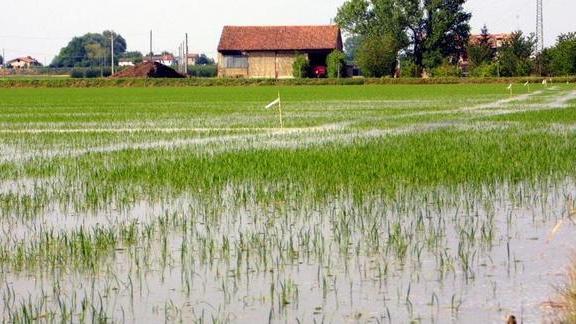 Le superfici in lieve calo C’è la concorrenza estera