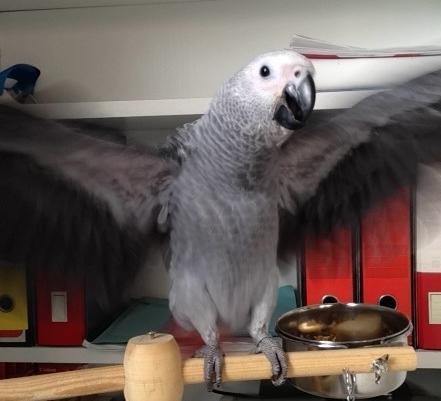 «Il mio pappagallo è scappato, aiutatemi a ritrovare Paco» 