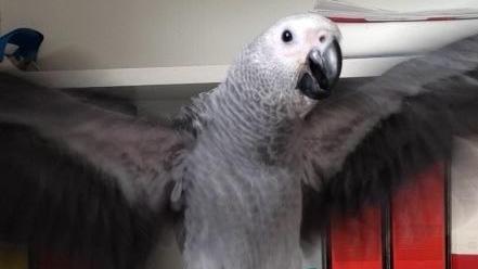 «Il mio pappagallo è scappato, aiutatemi a ritrovare Paco»