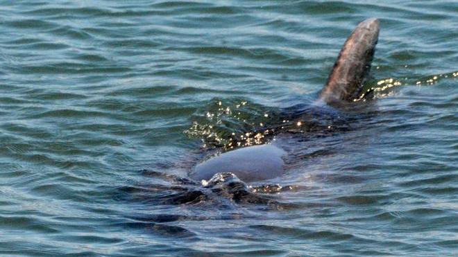 Il delfino Felice spiazza i pescatori pronti al blitz per rimandarlo in mare aperto