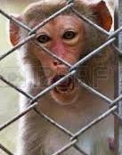 Protesta Lav all’università: salvate le quindici scimmie 