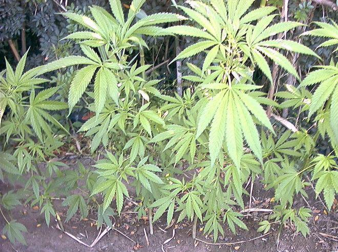 Droga, assolto giovane di Sorso 