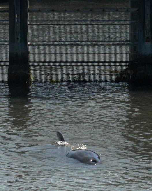Un labirinto di reti da pesca per spingere in mare il delfino