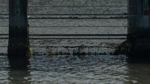 Un labirinto di reti da pesca per spingere in mare il delfino