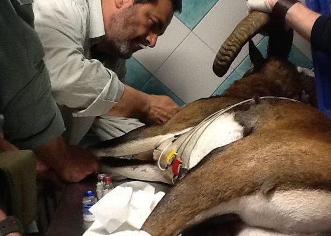 Soccorso un muflone in fin di vita