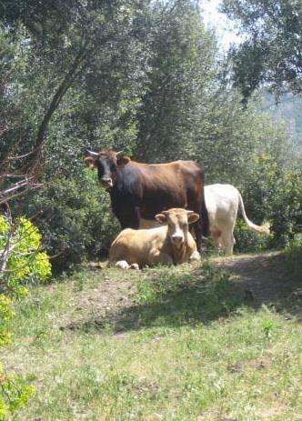 “Politica agricola comune”, la carta vincente per i giovani