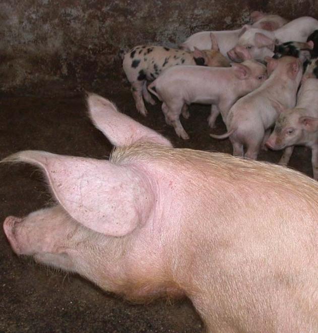 Peste suina, in campagna ritorna l’incubo 