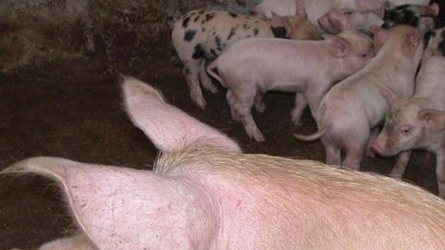 Peste suina, in campagna ritorna l’incubo