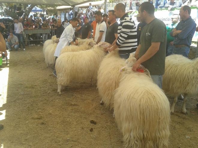Premio “Ovini di razza sarda” il primo posto è un ex aequo 