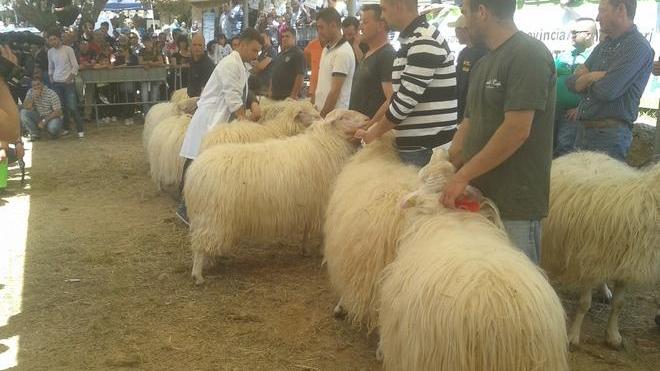 Premio “Ovini di razza sarda” il primo posto è un ex aequo