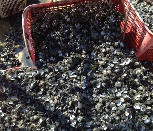 Tonnellate di vongole pescate abusivamente 