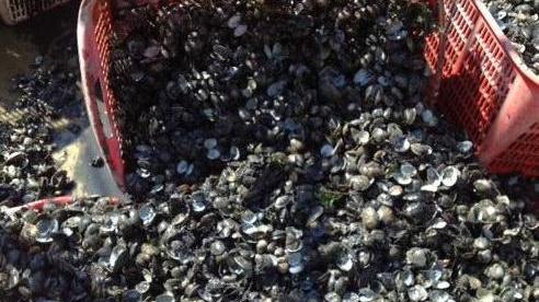 Tonnellate di vongole pescate abusivamente