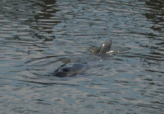 Il delfino Felice è tornato in mare aperto 