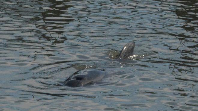 Il delfino Felice è tornato in mare aperto