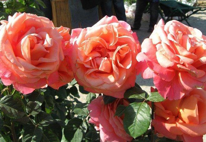 Serra diventa “città delle rose” 