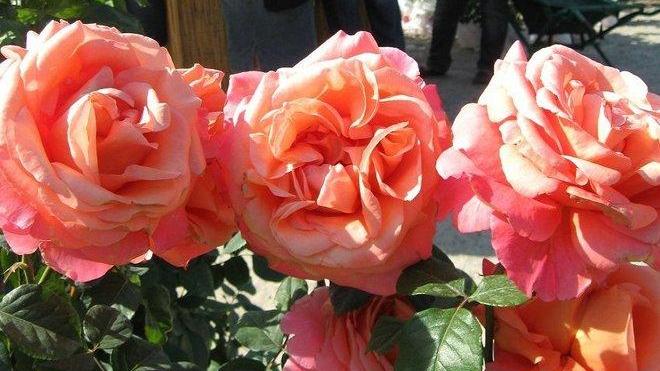 Serra diventa “città delle rose”