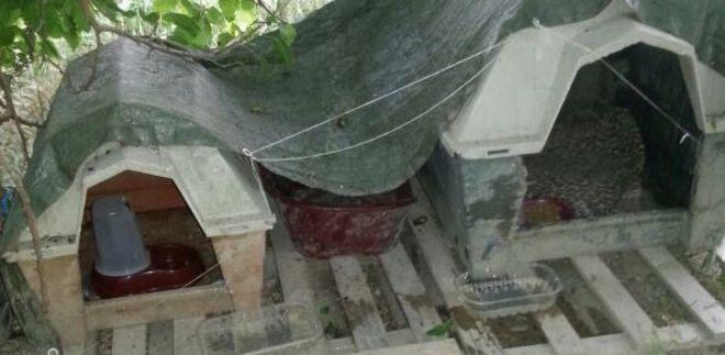 Bocconi avvelenati ai gatti nella colonia dell’ex vivaio 