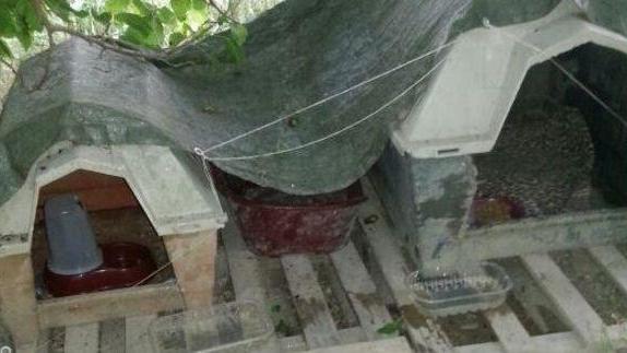 Bocconi avvelenati ai gatti nella colonia dell’ex vivaio