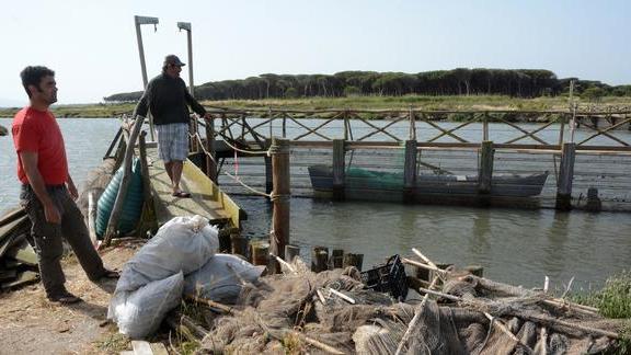 Il vento aiuta Felice, il delfino resta ospite della peschiera