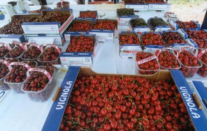 Le ciliegie di Vignola tornano sui mercati esteri 