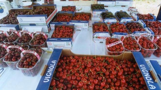 Le ciliegie di Vignola tornano sui mercati esteri