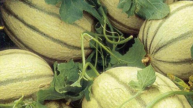 A processo per un furto di meloni